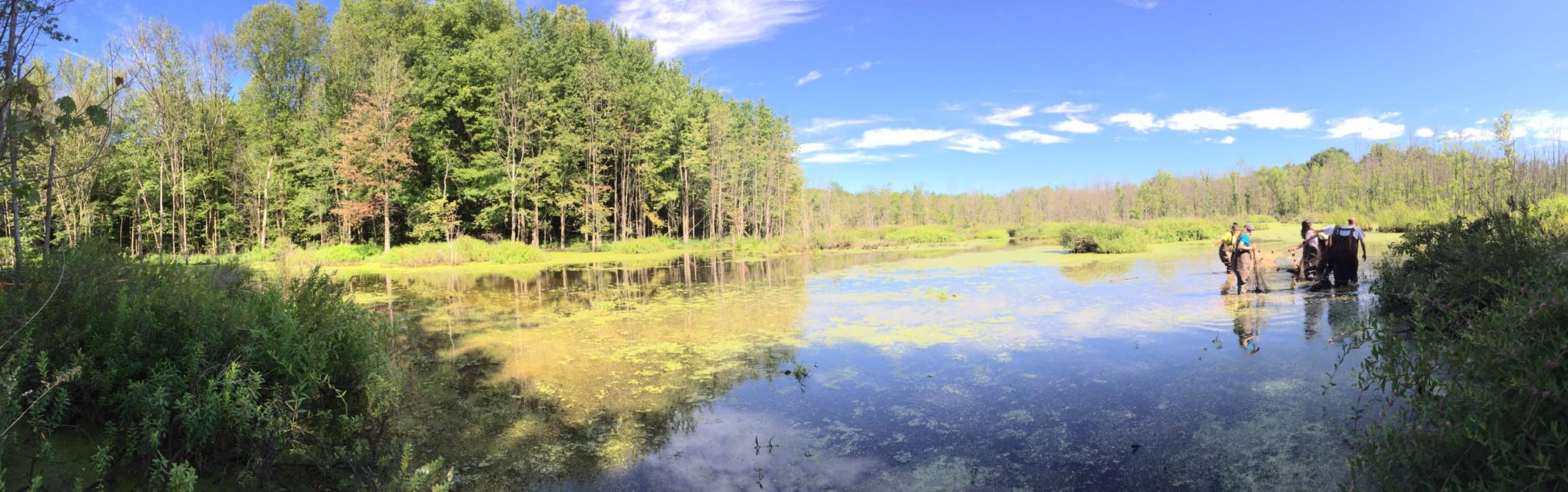 Beaver pond on a sunny day