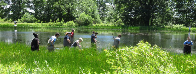 students dipnetting in a pond