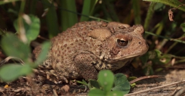 an american toad