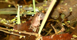 a spring peeper calling